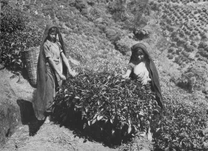 Tea Picking Prints: Pluckers on Tea Estate, Ceylon, c1890, (1910). Artist: Alfred William Amandus Plate