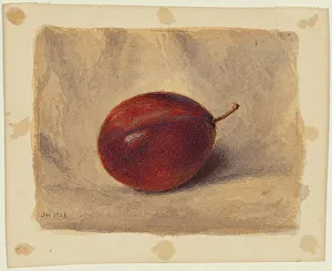 Watercolor On Paper Prints: Plum, 1903. Creator: John Henry Hill