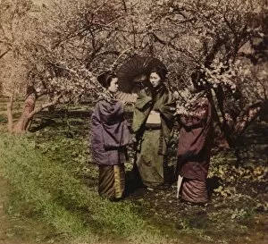 Underwood Underwood Gallery: Under the Plum Blossoms, Sugita, Japan, 1896