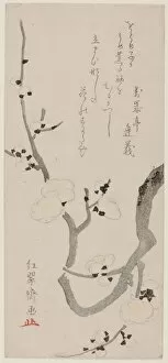 Branch Gallery: Plum Branch, Japan, late 18th century. Creator: Kitao Shigemasa