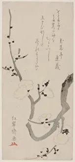 Branch Gallery: Plum Branch, Japan, late 18th century. Creator: Kitao Shigemasa