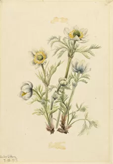 Cream Background Gallery: Plume Anemone (Pulsatilla occidentalis), 1917. Creator: Mary Vaux Walcott