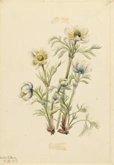 Walcott Mary Morris Vaux Prints: Plume Anemone (Pulsatilla occidentalis), 1917. Creator: Mary Vaux Walcott