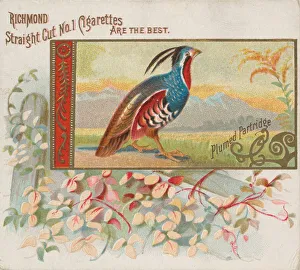 Partridge Prints: Plumed Partridge, from the Game Birds series (N40) for Allen & Ginter Cigarettes