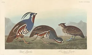 Partridge Prints: Plumed Partridge and Thick-legged Partridge, 1838. Creator: Robert Havell