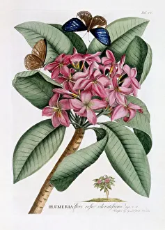 Plumeria, c. 1749 (hand coloured engraving)