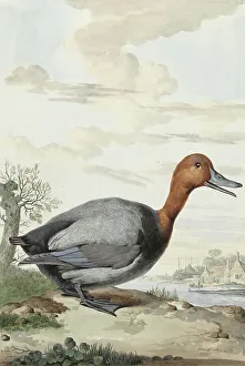 Habitat Prints: Pochard, 1777. Creator: Jabes Heenck