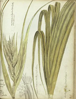 Java Indonesia Prints: Poedak, Javanese flower, 1785. Creator: Jan Brandes