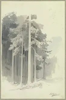 Silence Prints: Poetic coniferous forest on a slope