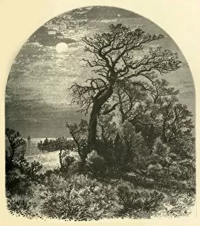 Point of Cape Ann, from Cedar Avenue, Pigeon Cove, 1874. Creator: J. C. S