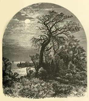 Point of Cape Ann, from Cedar Avenue, Pigeon Cove, 1874. Creator: J. C. S