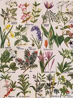 Diversity Gallery: Poisonous Plants Found in the British Isles, 1935