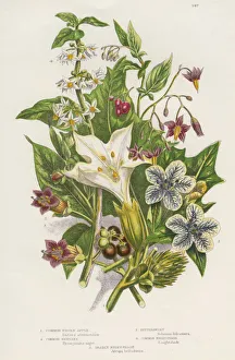 Poisonous plants, c1885