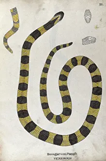 Stripe Prints: A poisonous snake, yellow in colour