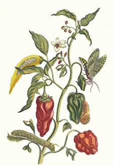 Maria Sibylla 1647 1717 Prints: Poivre d jnde. From the Book Metamorphosis insectorum Surinamensium, 1705
