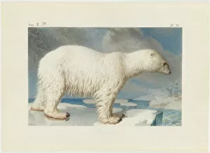 Arctic Ocean Gallery: Polar bear, 1796. Creator: Maréchal, Nicolas (1753-1802)