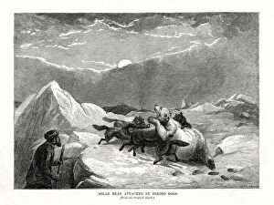 Polar Bear Attacked by Eskimo Dogs, 1877
