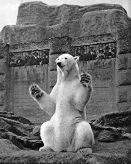 Bear Prints: Polar bear on the Mappin Terrace at London Zoo, 1926-1927. Artist: McLeish