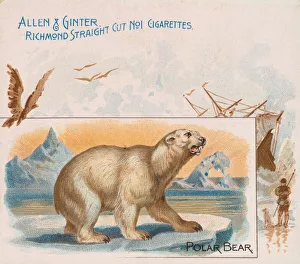 Iceberg Prints: Polar Bear, from Quadrupeds series (N41) for Allen & Ginter Cigarettes, 1890