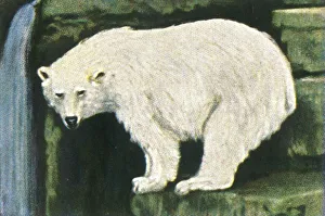 Polar bear from Spitzbergen, c1928. Creator: Unknown