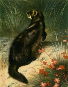 Natural History Prints: Polecat, c1905, (1943). Creator: Archibald Thorburn