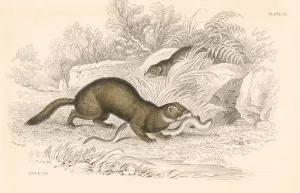 Macgillivray Prints: Polecat (Mustela putorius), member of the weasel family, 1828