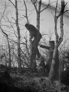 Biting Prints: Policeman, police dog treeing tramp, New York City, 1912. Creator: Bain News Service