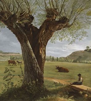 Pollard Willow, after 1804. Creator: Pierre Jean Boquet (French, 1751-1817)