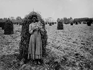 Reproduction Prints: Polly in the peanut patch, between 1900 and 1905. Creator: Unknown