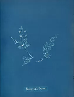 Blueprint Gallery: Polysiphonia Brodiaei, ca. 1853. Creator: Anna Atkins