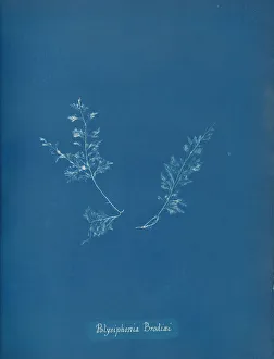 Anna Gallery: Polysiphonia Brodiaei, ca. 1853. Creator: Anna Atkins