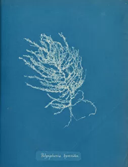 Cyanotype Collection: Polysiphonia byssoides, ca. 1853. Creator: Anna Atkins