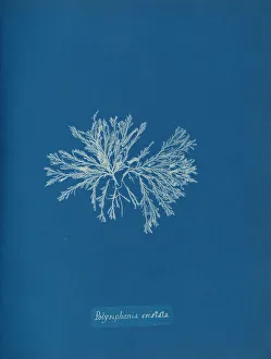 Anna Gallery: Polysiphonia cristata, ca. 1853. Creator: Anna Atkins