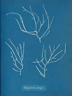 Cyanotype Collection: Polysiphonia elongata, ca. 1853. Creator: Anna Atkins