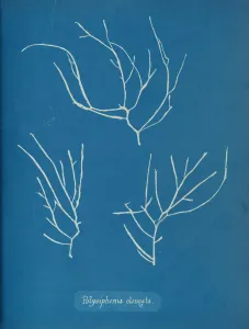 Anna Gallery: Polysiphonia elongata, ca. 1853. Creator: Anna Atkins
