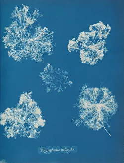 Anna Gallery: Polysiphonia fastigiata, ca. 1853. Creator: Anna Atkins