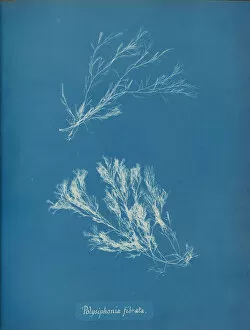 Pioneering Collection: Polysiphonia fibrata, ca. 1853. Creator: Anna Atkins