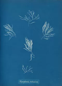 Blueprint Gallery: Polysiphonia fruticulosa, ca. 1853. Creator: Anna Atkins