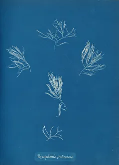 Anna Gallery: Polysiphonia fruticulosa, ca. 1853. Creator: Anna Atkins