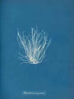 Cyanotype Collection: Polysiphonia nigrescens, ca. 1853. Creator: Anna Atkins