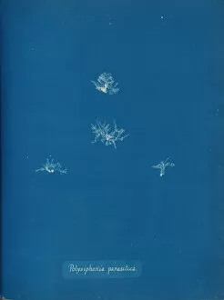 Cyanotype Collection: Polysiphonia parasitica, ca. 1853. Creator: Anna Atkins