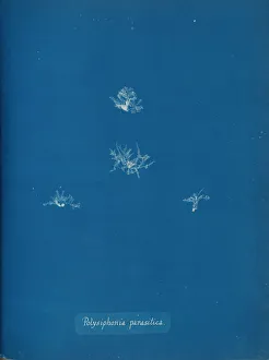 Anna Gallery: Polysiphonia parasitica, ca. 1853. Creator: Anna Atkins