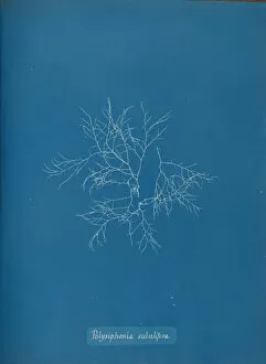 Atkins Anna Collection: Polysiphonia subulifera, ca. 1853. Creator: Anna Atkins