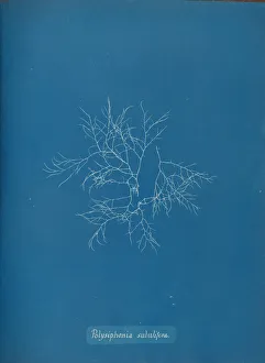 Anna Gallery: Polysiphonia subulifera, ca. 1853. Creator: Anna Atkins