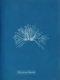 Blueprint Gallery: Polysiphonia thuyoides, ca. 1853. Creator: Anna Atkins
