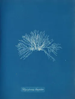 Anna Gallery: Polysiphonia thuyoides, ca. 1853. Creator: Anna Atkins