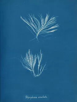 Cyanotype Collection: Polysiphonia urceolata, ca. 1853. Creator: Anna Atkins
