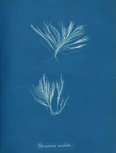 Anna Gallery: Polysiphonia urceolata, ca. 1853. Creator: Anna Atkins
