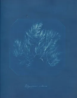 Earliest Prints: Polysiphonia violacea, ca. 1853. Creator: Anna Atkins