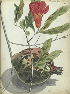 Pomegranate Prints: Pomegranate, 1779-1787. Creator: Jan Brandes